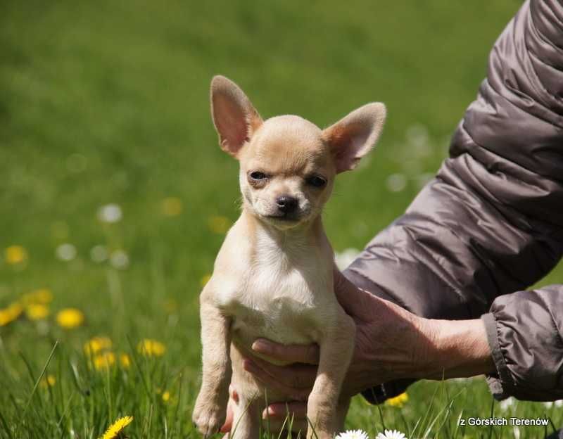 Chihuahua suczka z rodowodem