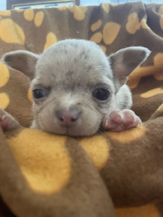Chihuahua  femea   excelente merle chocolate
