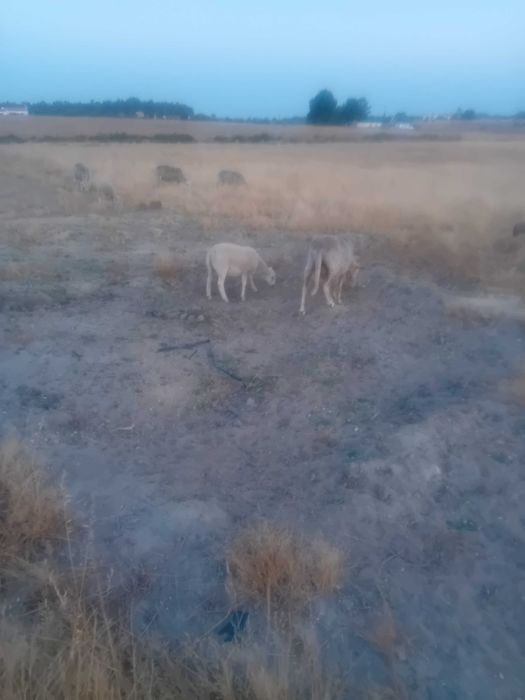 Borregos para venda