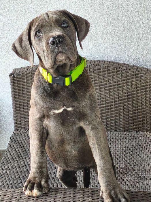 Cane Corso Italiano- cudowna szara dziewczynka.ZkwP