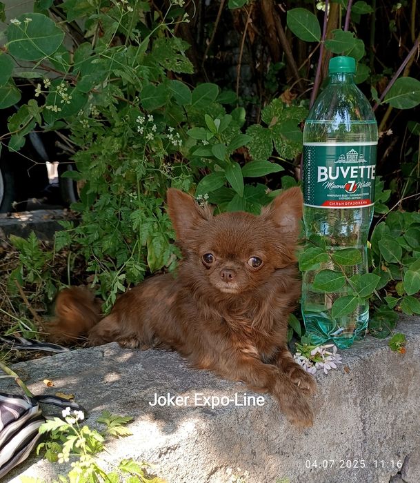 Шоколадный миник чих, вес 1,450 г., вязка, КСУ,