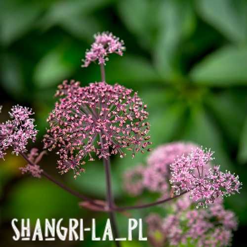 Dzięgiel leśny [Angelica sylvestris] - Ebony