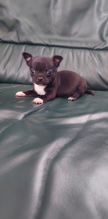 Śliczny piesek chihuahua