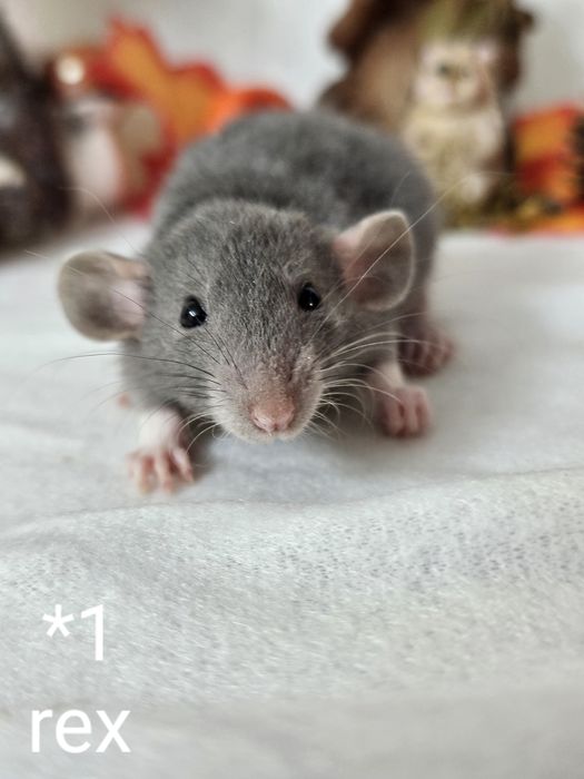 Szczur szczurki szczury