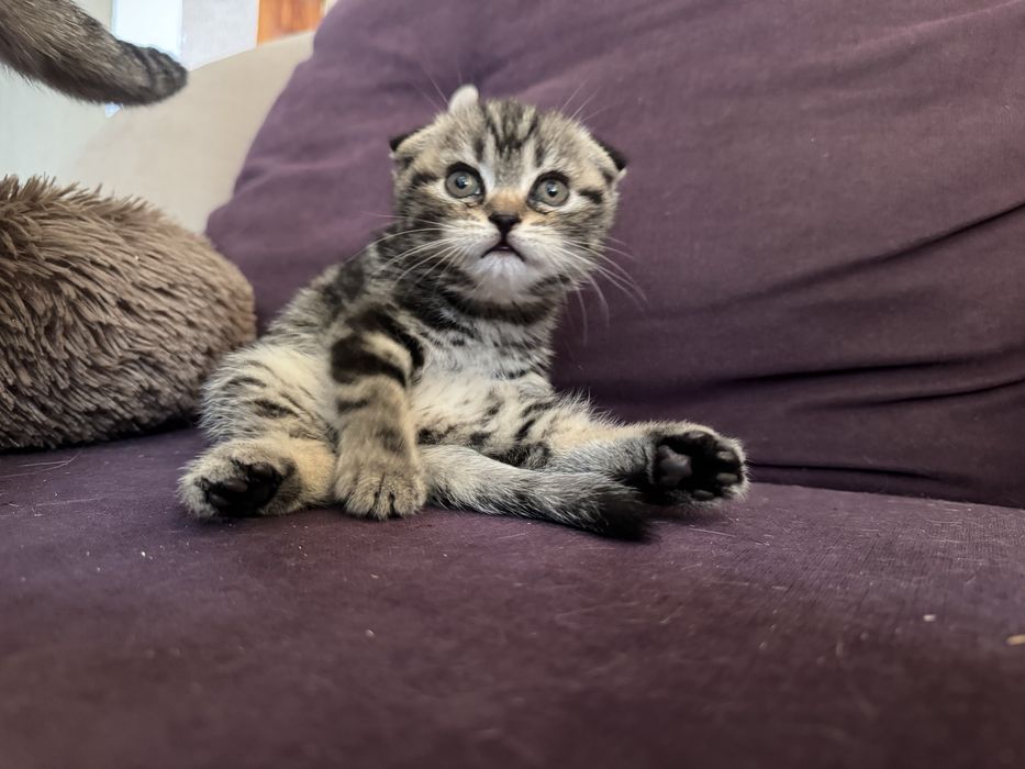 Кошенята Scottish fold