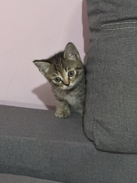 Безкоштовно кошенятко