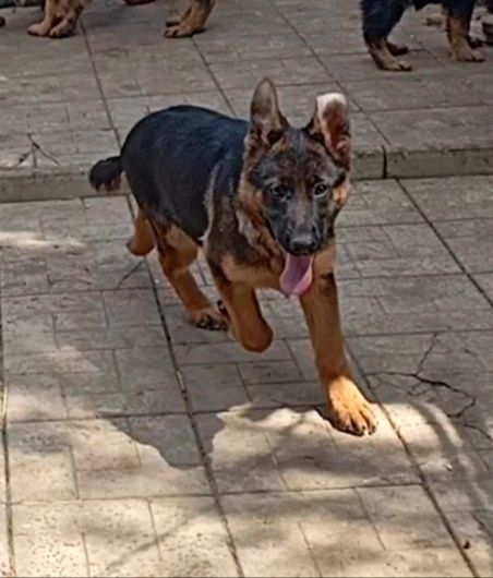 Роскошная сука из питомника ZOLOTOY PYT'.