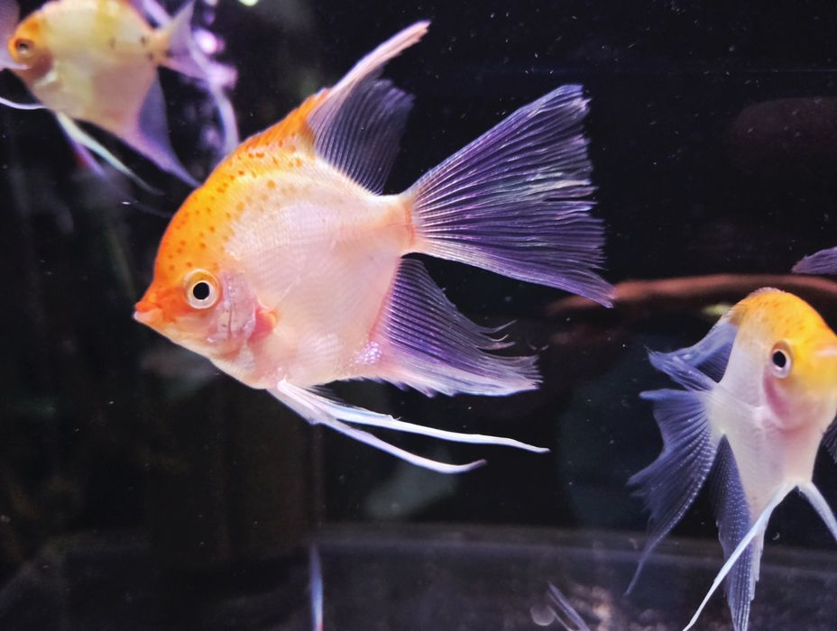 Skalar red devil/koi weloniasty
