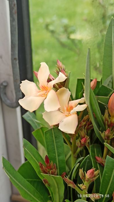 Kolor cappuccino oleandra