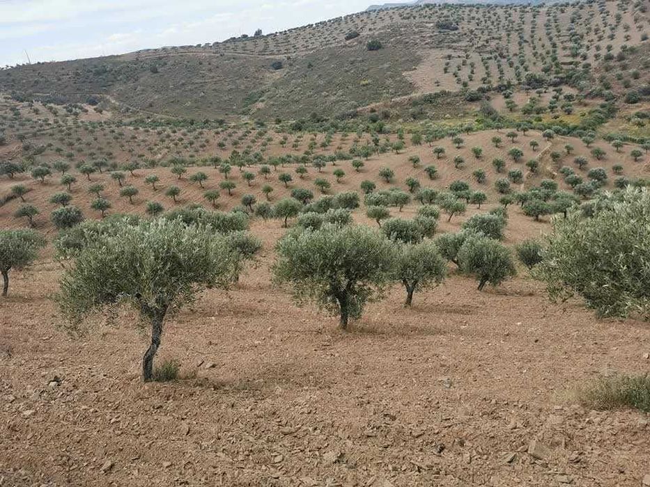 Quinta no Douro Superior, VALE D´ANELHA-Comércio de Azeite Virgem Extra Biológico e Amêndoa