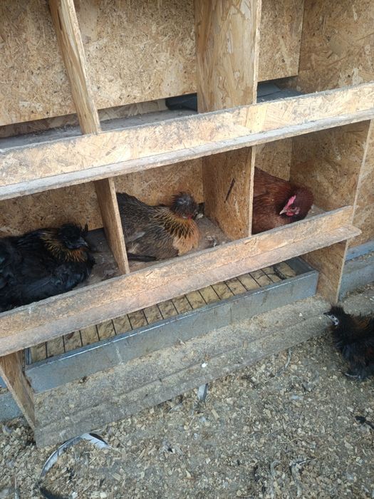 Sedosas variadas e galinhas frisadas