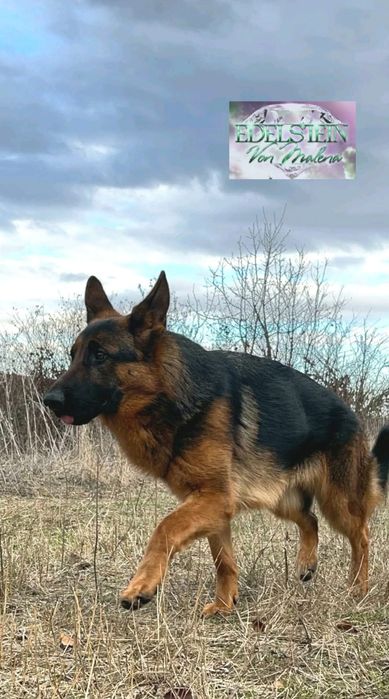 Бронювання цуценят найкращих німецьких вівчарок