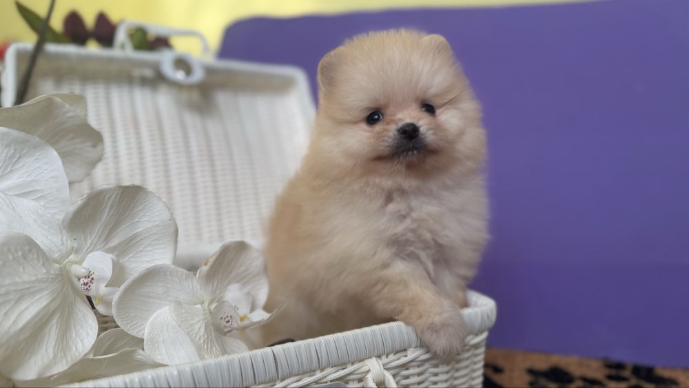 Міні хлопчик шпиць