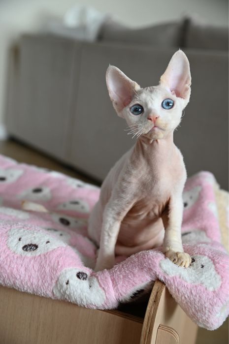 Kocurek Pixel Devon Rex
