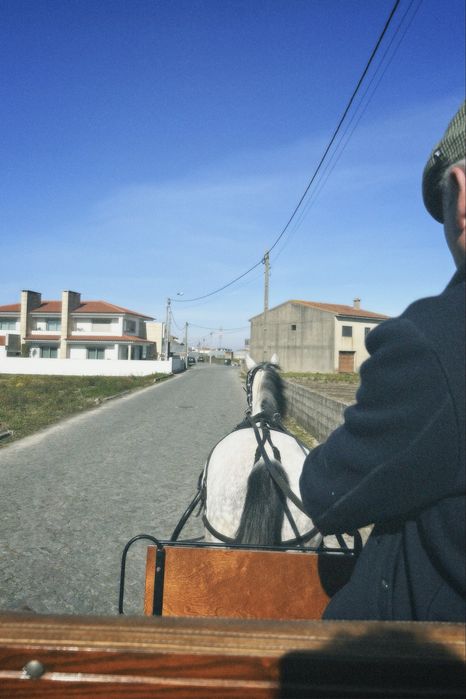 Égua branca com 7 anos de idade