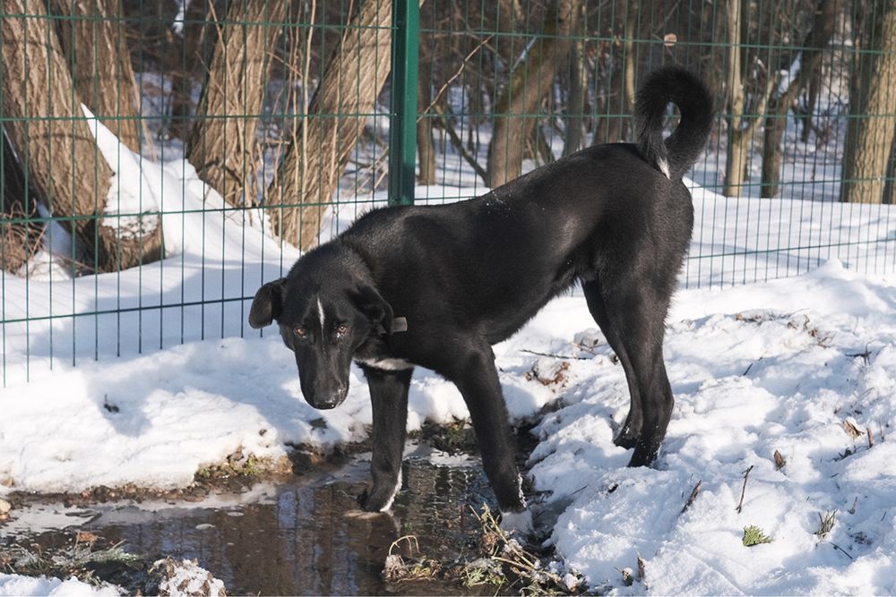 Віддам собачку безкоштовно