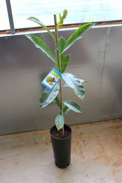 Jack Fruit Plant / Jaca Arvore