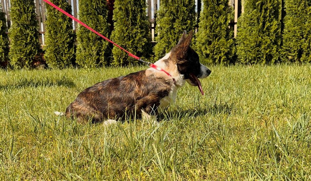 Welsh Corgi Cardigan - Piękna Suczka