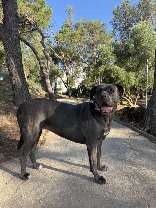 Passeios para cães e Pet Sitting (Primeira visita gratuita)