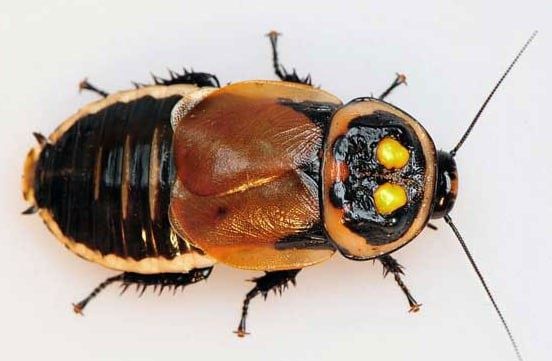 Таракан-автомобильчик