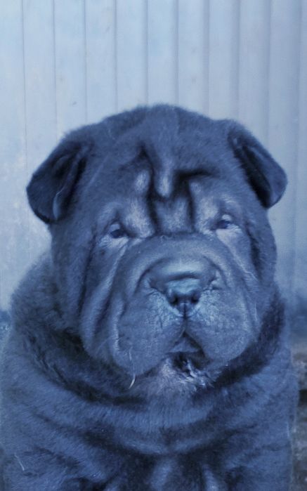 Shar pei.. bebes shar pei LOP Pedigree