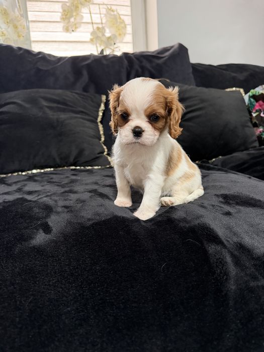 Cavalier King Charles spaniel