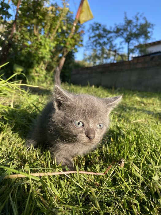 Продам котика.