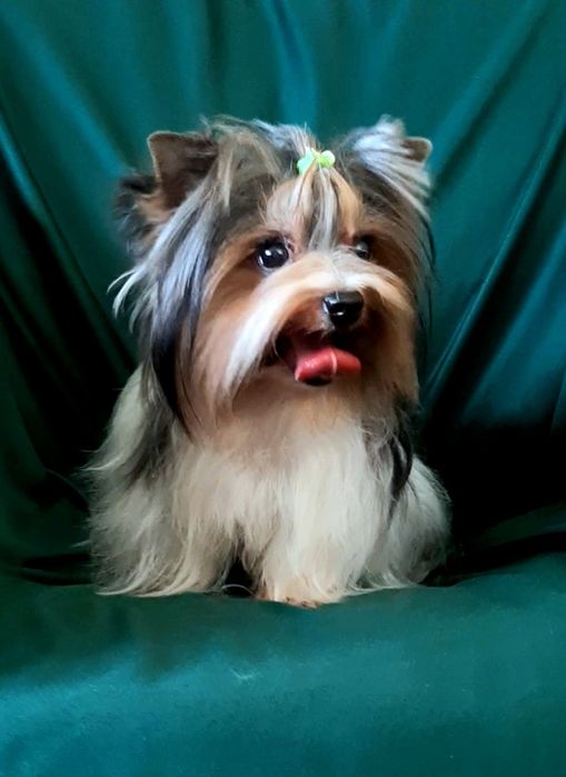 В"язка бівер йорк