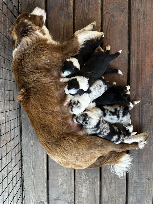 Pies  Border collie
