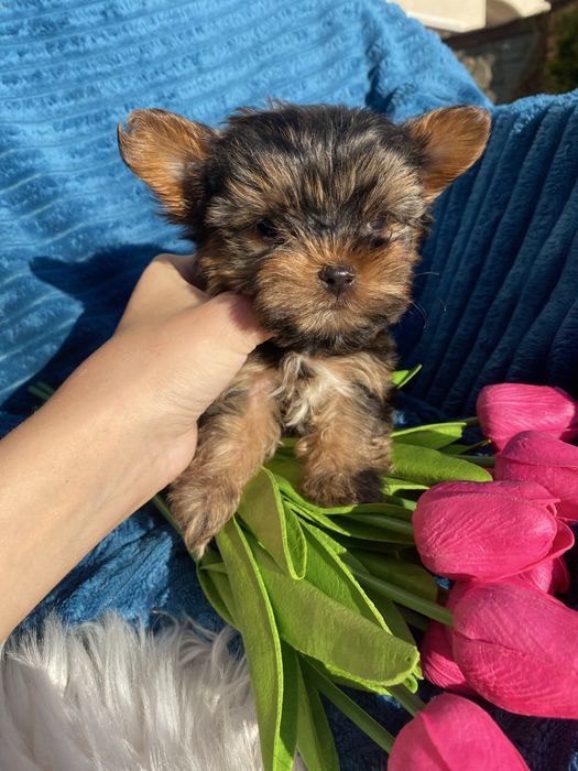 Йорки чистокровні міні