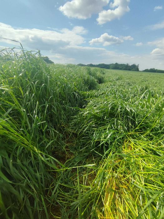 życica westerwoldzka          5,5 zł  kg
