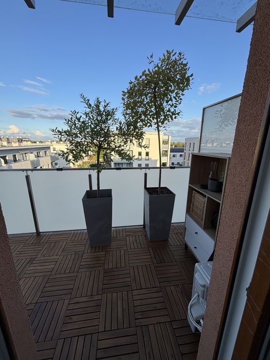 Drzewka na balkon w doniczkach - wierzba