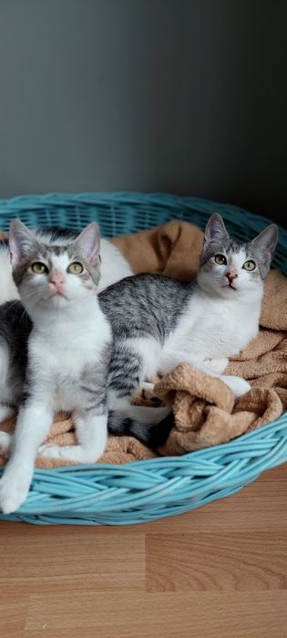 Gajko 6 miesięczny kocurek