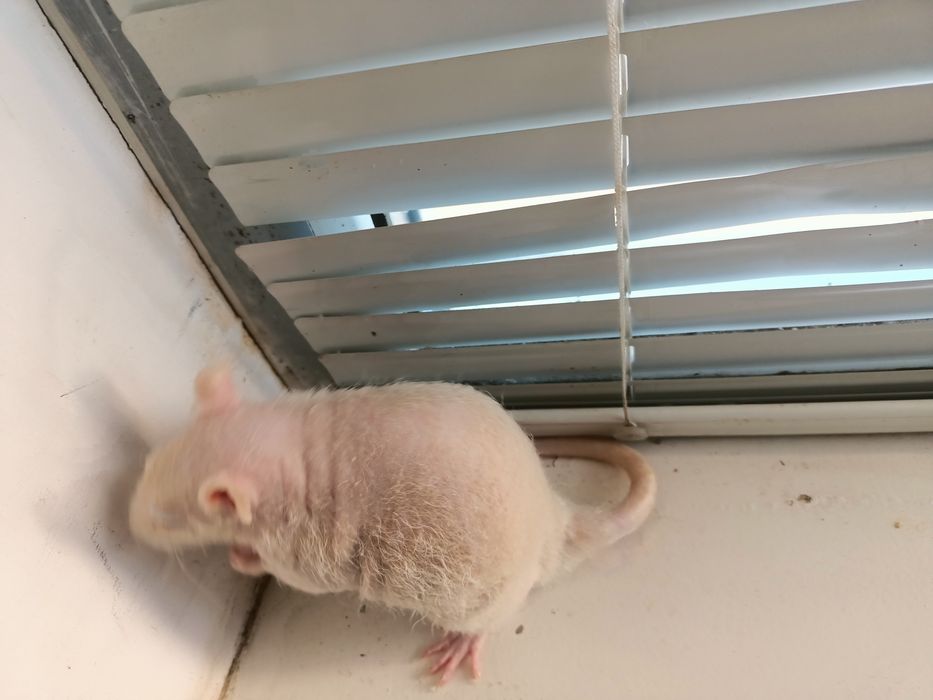 Щурик сфінкс криска