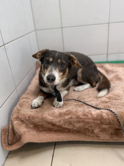 Majk mały lękliwy piesek do adopcji