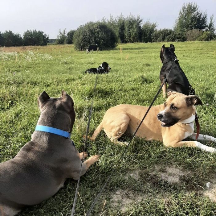 Зооготель Готель перетримка для тварин собак котів