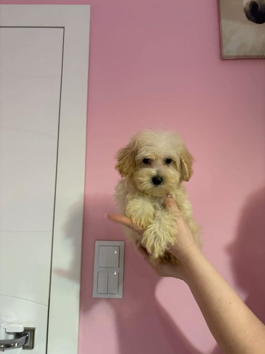 Śliczny chłopiec Maltipoo gotowy do zmiany domku
