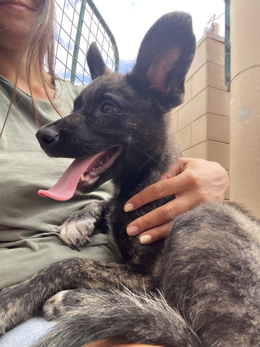 Cachorro bebé para adoção responsavel