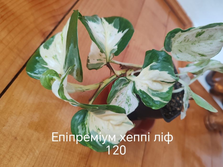 Епіпреміум .          .