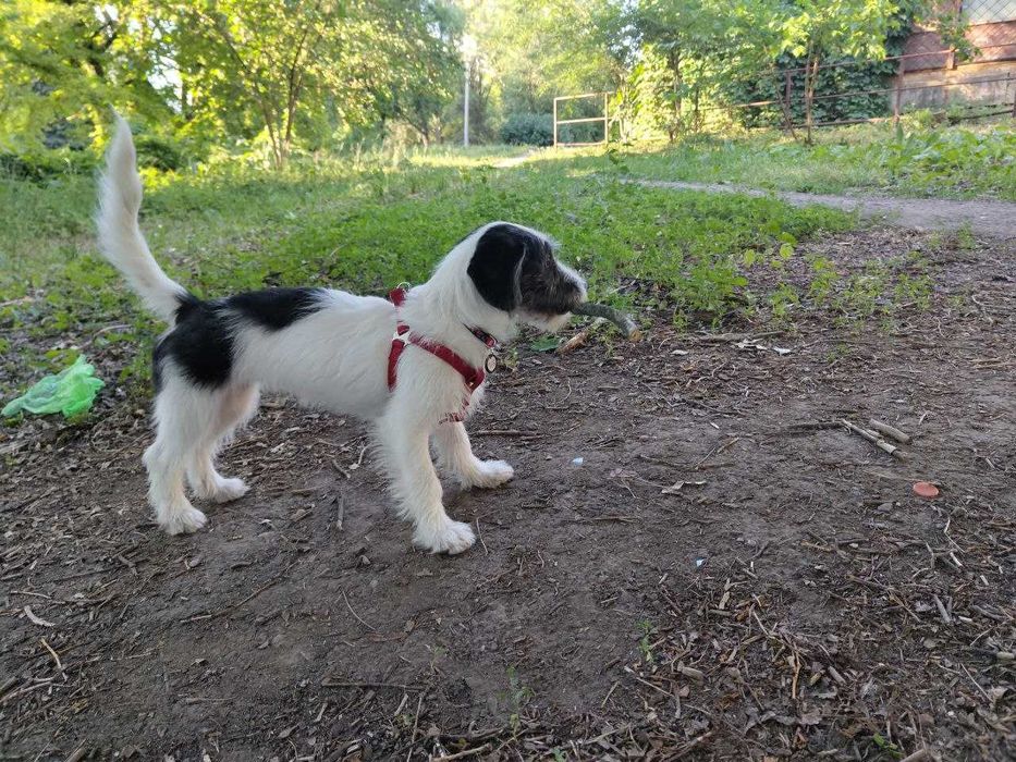 Шлея для собаки (такси) Trixie