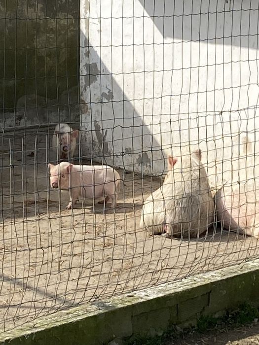 Mini porcos de Göttingen