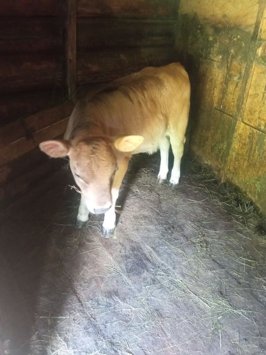 Продам теля сім тижнів