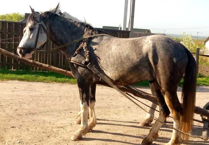 Продам жеребця 4,5 роки