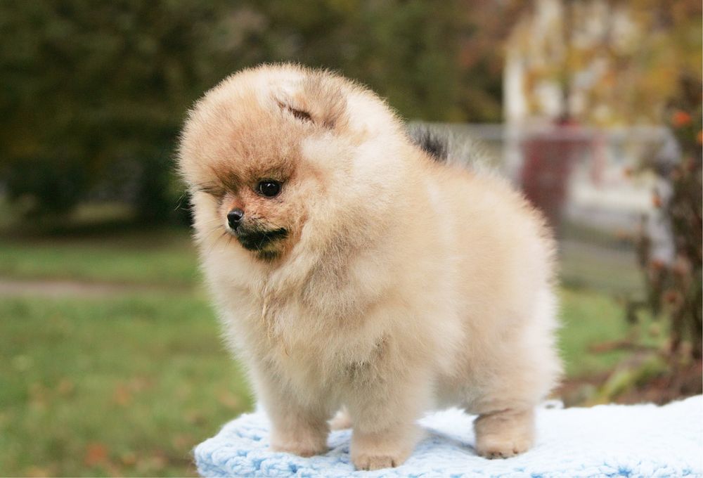 Помераночка-мішка. КСУ