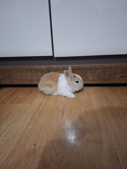 Króliczki karzełki teddy mini