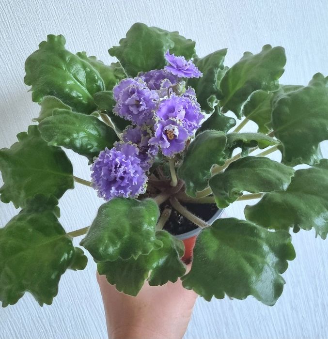 Фіалки  різні ,сортові.Хавортія