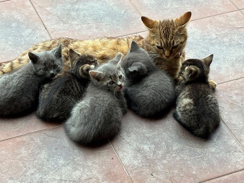 кошенята хл/дів