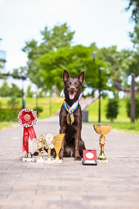 Кінолог, групові та індивідуальні заняття, вигул з дресируванням