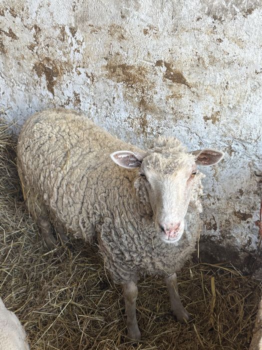 Borrega com 1 ano e meio cruzada de charolesa