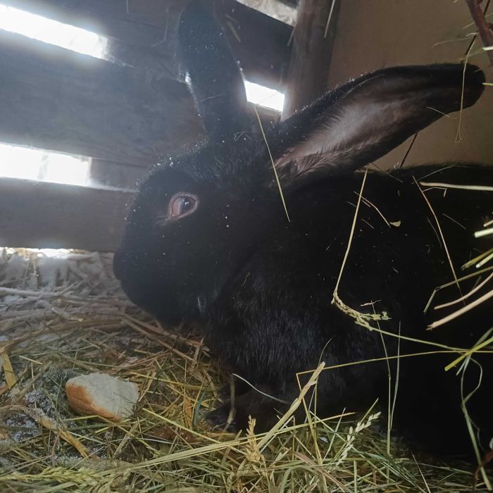 Królik olbrzym belgijski czarny